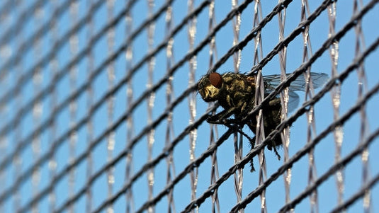 Fly catchers: a fly caught in a net