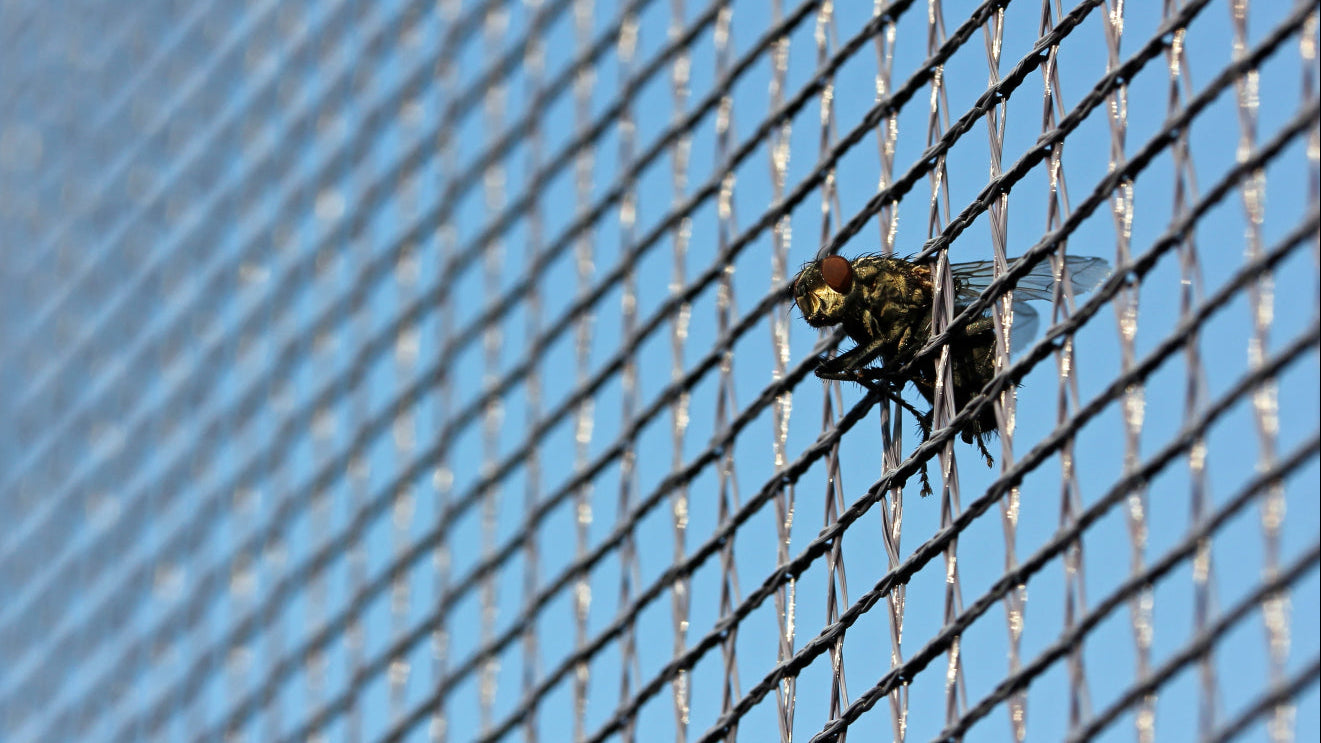 Fly catchers: a close-up of a fly caught in a fly catcher