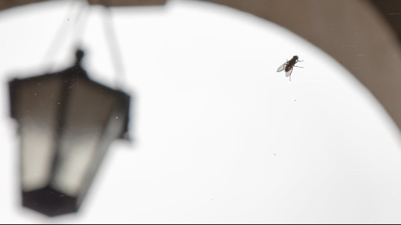 Fly control: a fly perched on glass in an indoor space