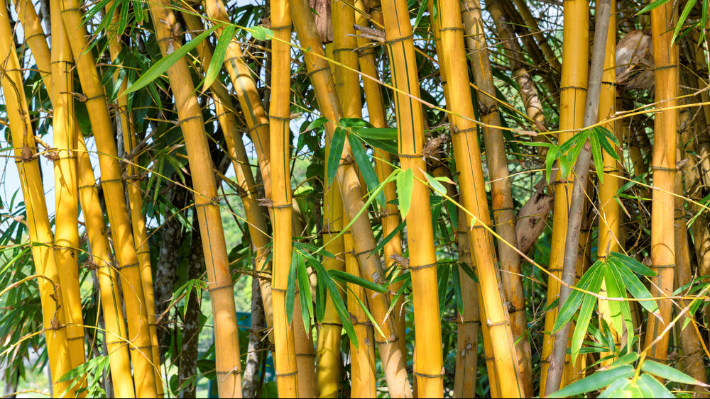 Free vending: natural bamboo growing in a forest