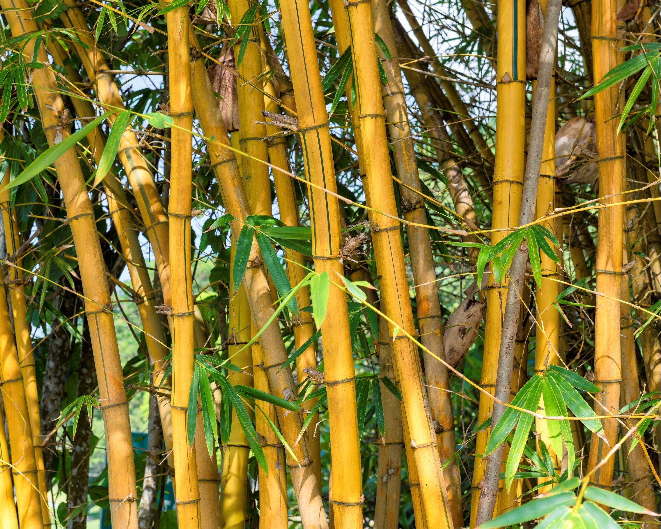 Washroom vending services: a close-up of bamboo in a forest