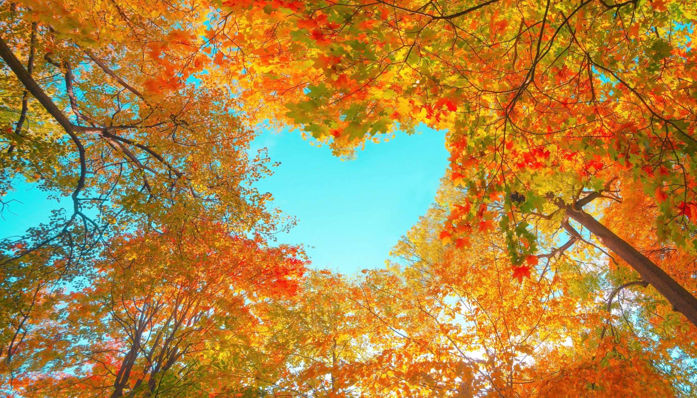 Autumn forest reflecting a sustainable approach to washroom services
