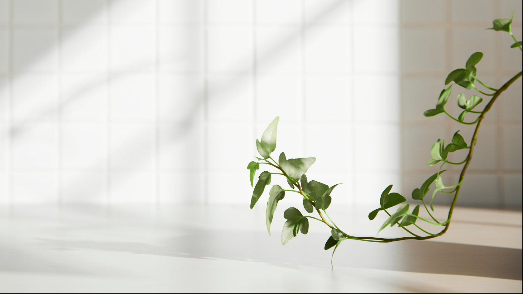 Sunlight through a window with a hanging plant