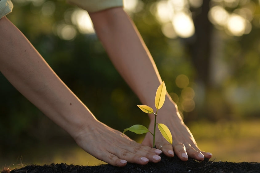 Genuine sustainability: a woman planting into soil