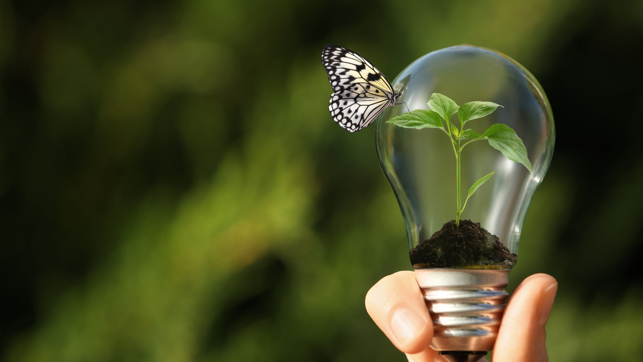 Light bulb holding a seedling with a butterfly, reflecting innovation with purpose
