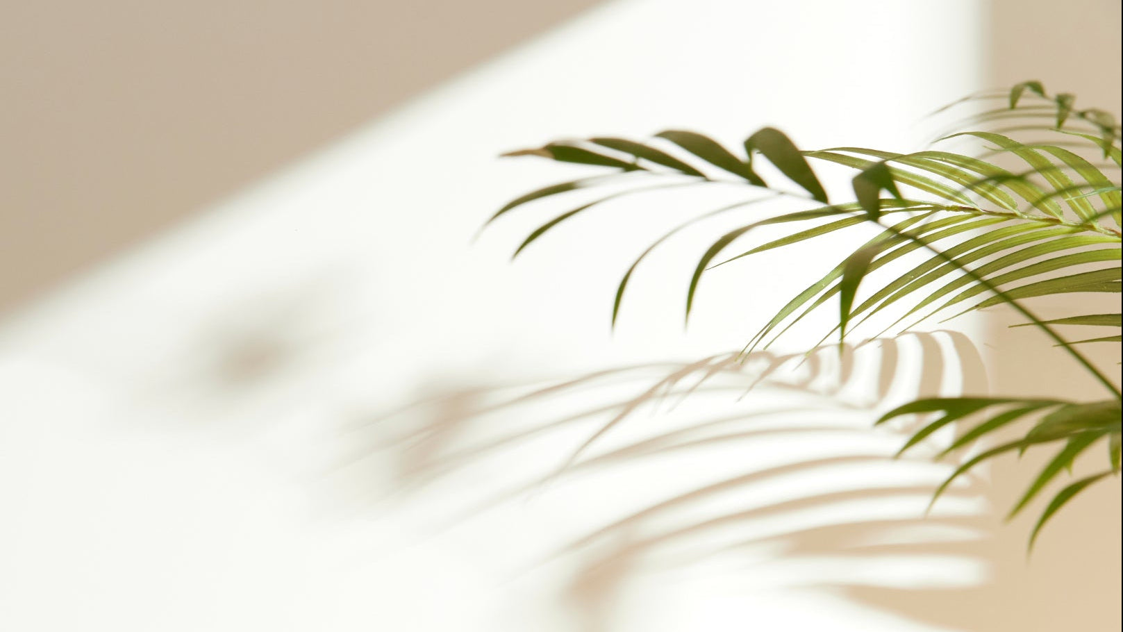 Sunlit wall with the shadow of a plant