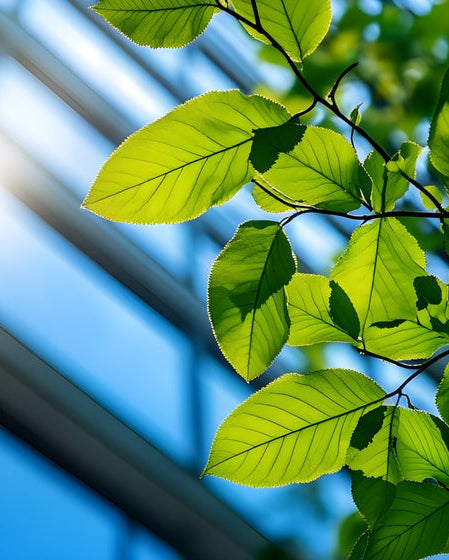 Environmental Policy: green leaves in front of a modern office building