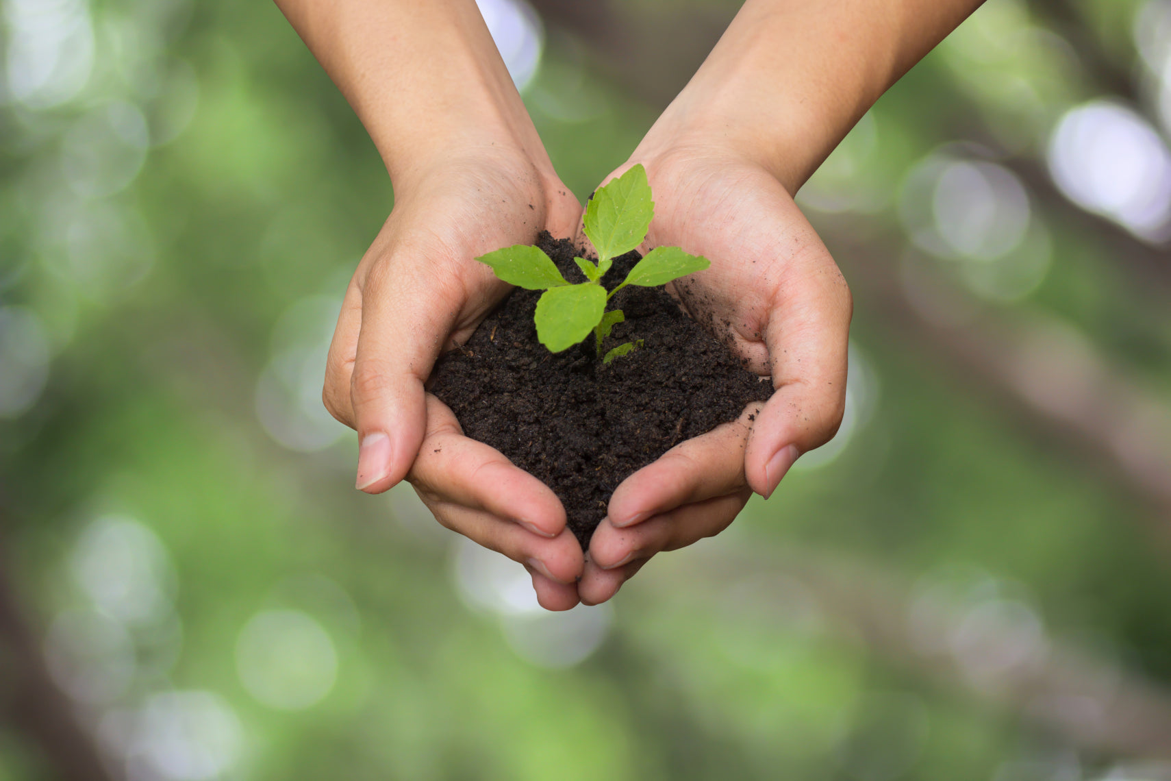 Hands cupping soil and a young plant, reflecting environmental values